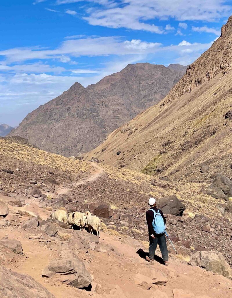 Shepherd and his flock of sheep on the Toubkal hiking path, High Atlas Mountains, Morocco. High quality photo