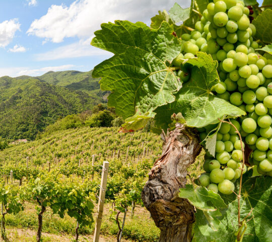 Vineyards in Piedmont