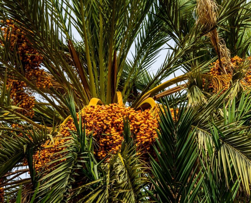 Ripe dates on palm tree, Ziz valley, Morocco