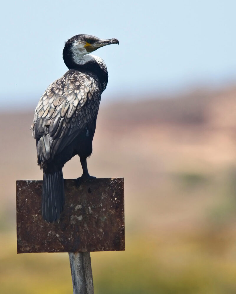 Great Cormorant (Phalacrocorax carbo maroccanus), perched on a post, the river estuary at Oualidia, Morocco.