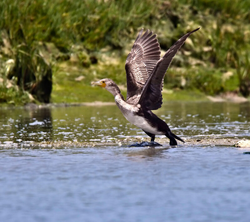Great Cormorant (Phalacrocorax carbo), juvenile taking off from the river estuary at Oualidia, Morocco.