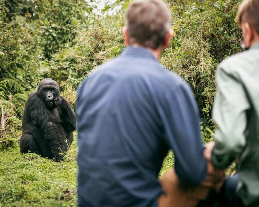 Gorilla trekking in Volcanoes National Park