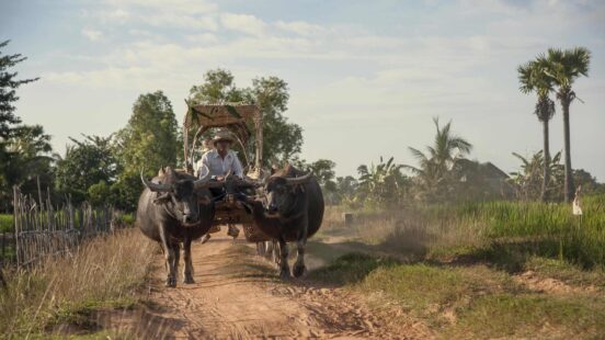 Two water buffalo pulling a traditional covered wooden cart on a dirt path in a rural countryside setting.
