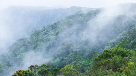 A dense green forest on a hillside partially covered in thick white fog and low-hanging clouds.