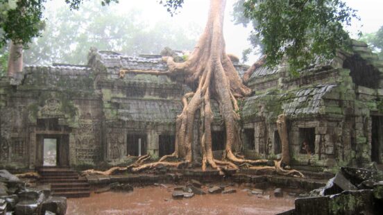 Large tree roots growing over an ancient stone temple ruin during a heavy rain shower.
