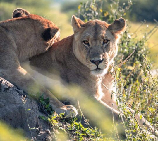 Lions laze in the sunshine