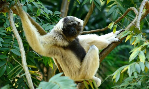 A white and black gibbon sitting on a thick tree branch surrounded by green leaves in a forest.