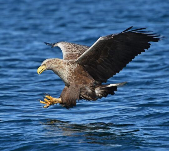A white-tailed sea eagle