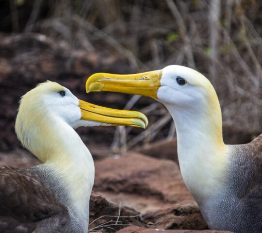 Albatross' on Espanola island