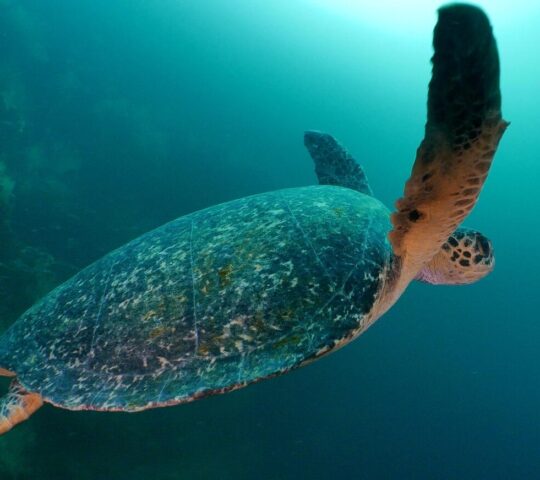 A sea turtle glides through turquoise waters