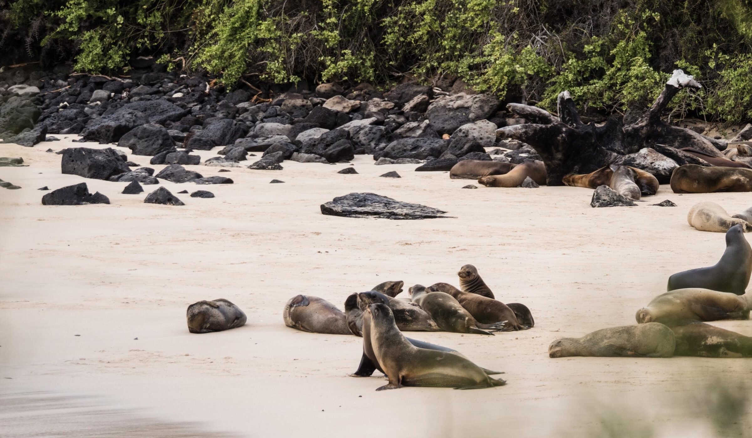 Four nights cruising the Galápagos Islands