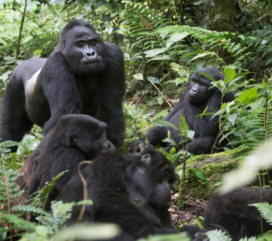 Go on an incredible gorilla trekking expedition
