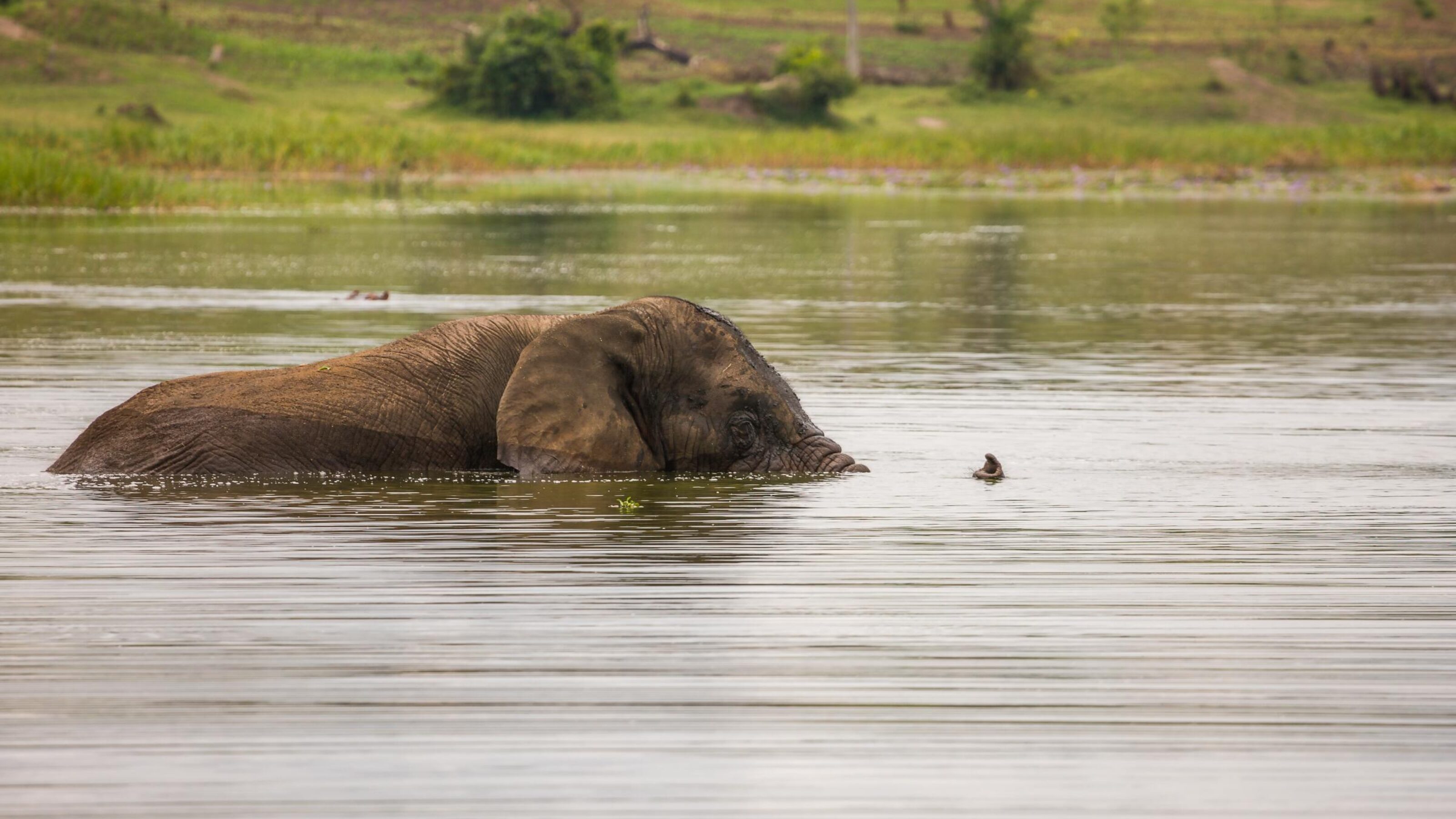 Complete Safari and Gorilla Adventure in Rwanda