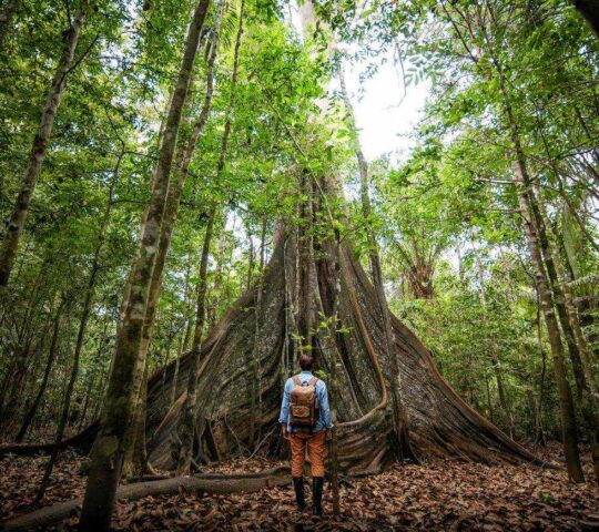 A huge tree towers over a traveller in the Amazon