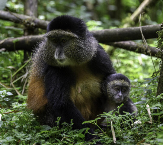 Golden monkeys in the forest
