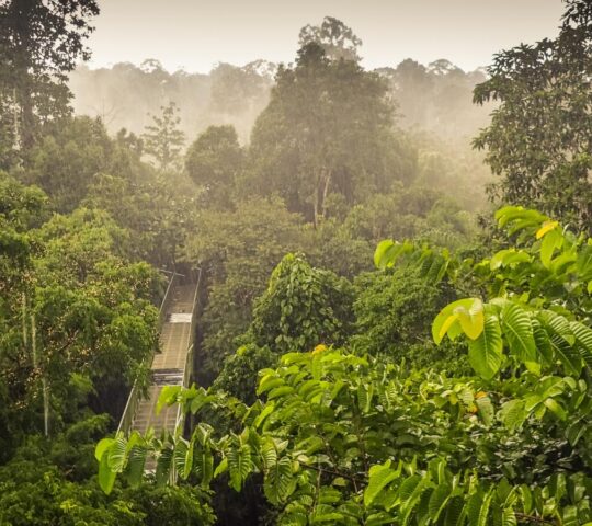 Canopy walk in Sepilok