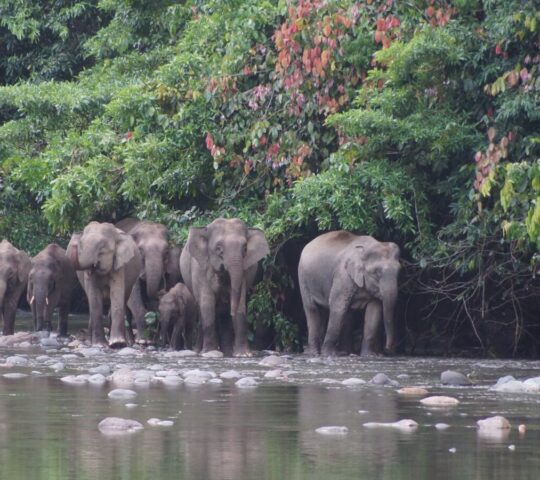 A herd of pygmy elephants along the Kinabatangan River