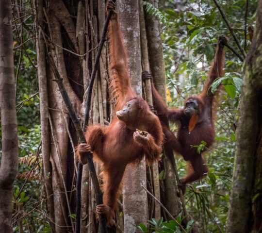 Orangutans in Sandakan