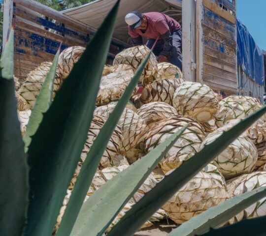 Learning about the art of mezcal