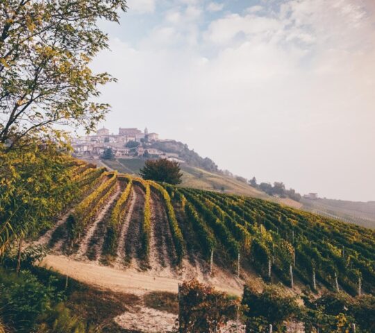 Vineyards in Piedmont