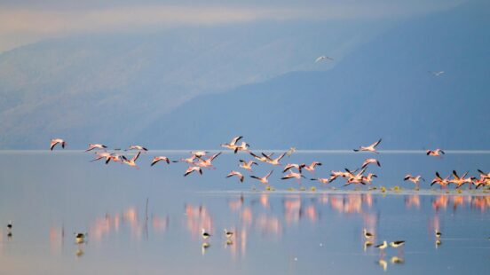 A flock of pink flamingos in flight over a reflective lake with mountains in the background.