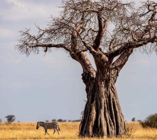 Ancient baobabs