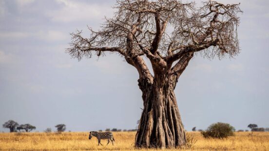 African Baobab tree, Tarangire National Park Tanzania