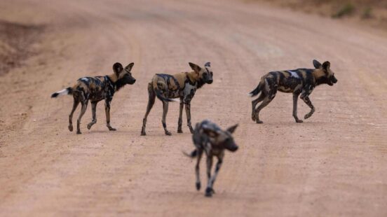 African wild dogs in Ruaha National Park, Tanzania