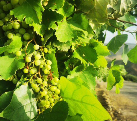 Grapes on the vine