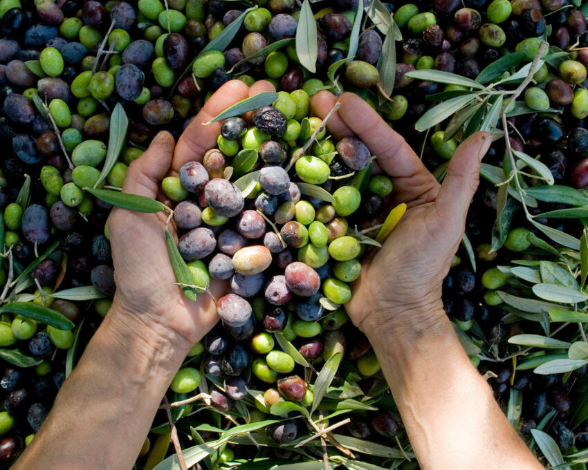 Olive harvesting