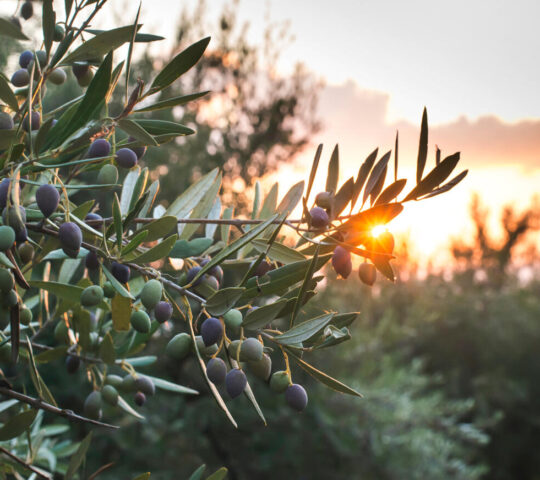 Olive oil estate