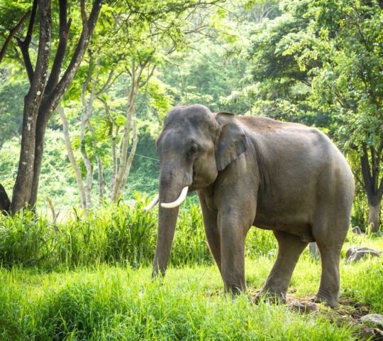 Elephant in Chiang Mai