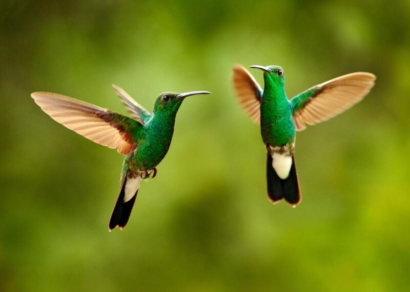 Green hummingbird from Colombia, green bird flying next to beautiful red flower, action feeding scene in green tropical forest, animal in the nature habitat.