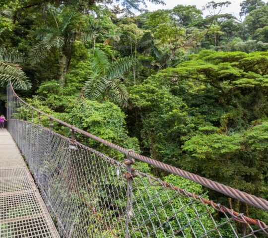Hanging bridges