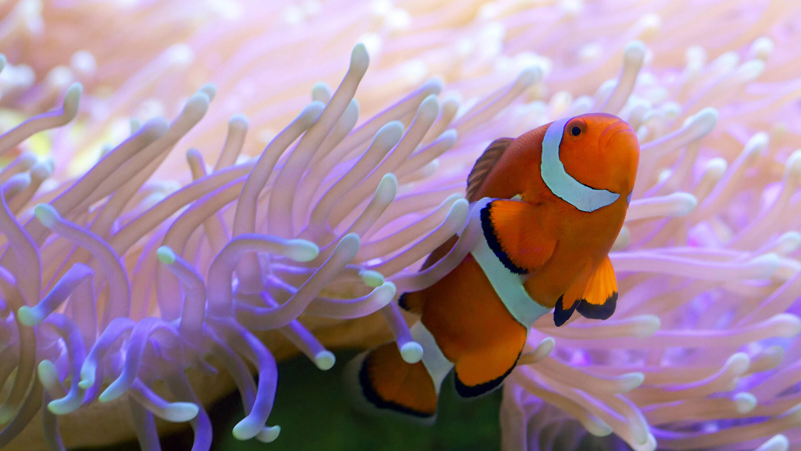 Close-up of a vibrant orange clownfish nestled within the soft, flowing tentacles of a purple anemone.