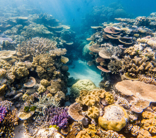 Coral on the Great Barrier Reef