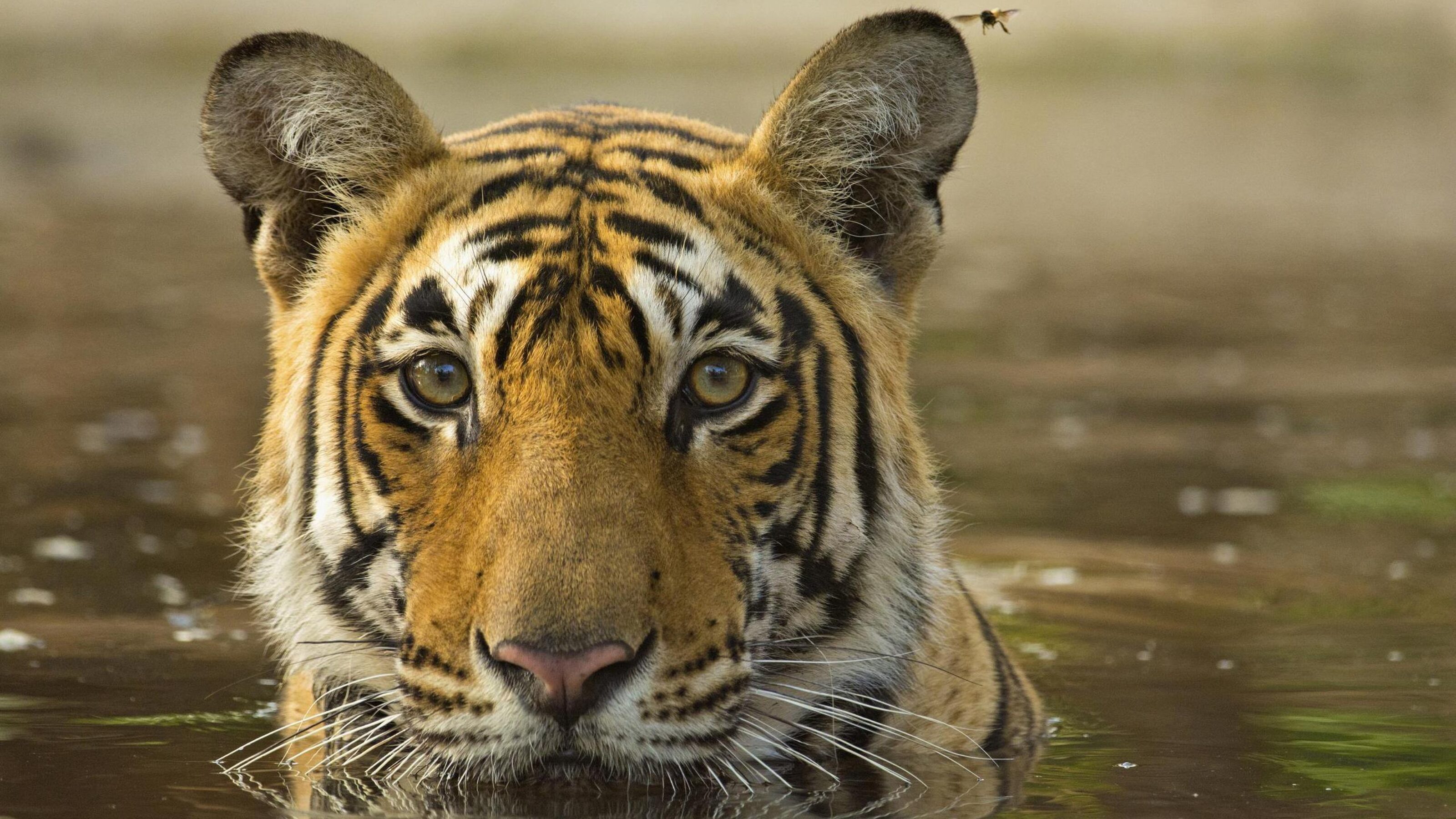 A Bengal tiger cools off in a waterhole, a dragonfly perched on its ear.