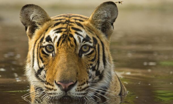 A Bengal tiger cools off in a waterhole, a dragonfly perched on its ear.