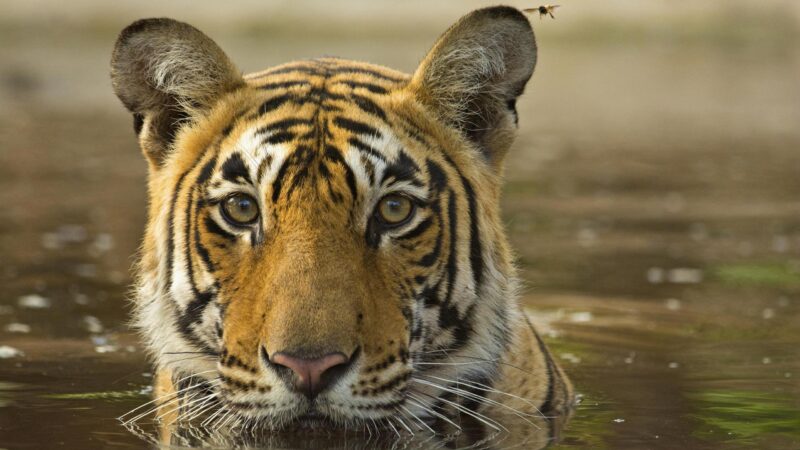 A Bengal tiger cools off in a waterhole, a dragonfly perched on its ear.