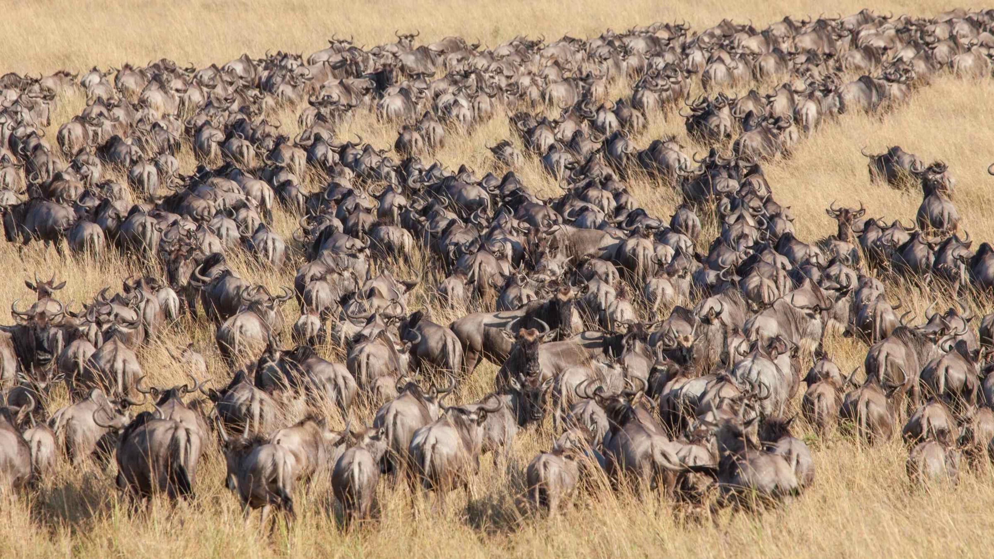Migration Kenya