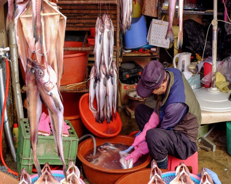 Jagalchi Fish Market, Busan South Korea 3 November 2017 :Jagalchi Fish Market is a representative fish market and a tourist destination in Busan. Many tourists visit Jagalchi Fish Market every year.