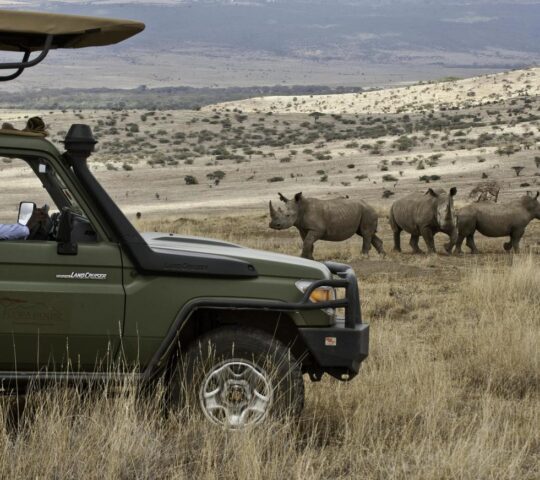 A rhino safari with Lewa House