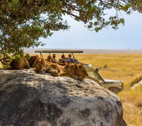 Lions asleep in the shade of an acacia tree