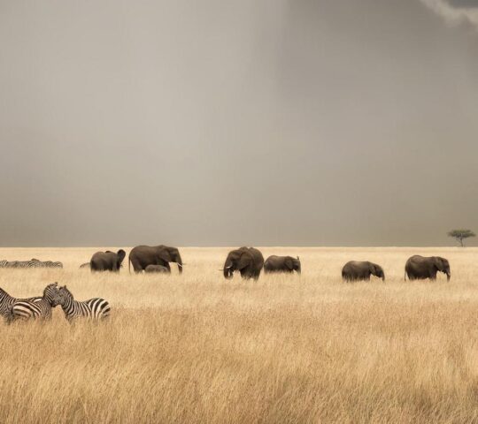 Elephants and zebras under stormy skies on the savannahs of the Maasai Mara