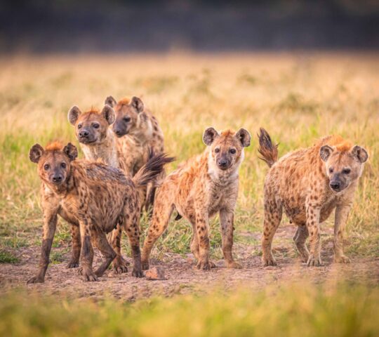 Spotting a clan of hyenas