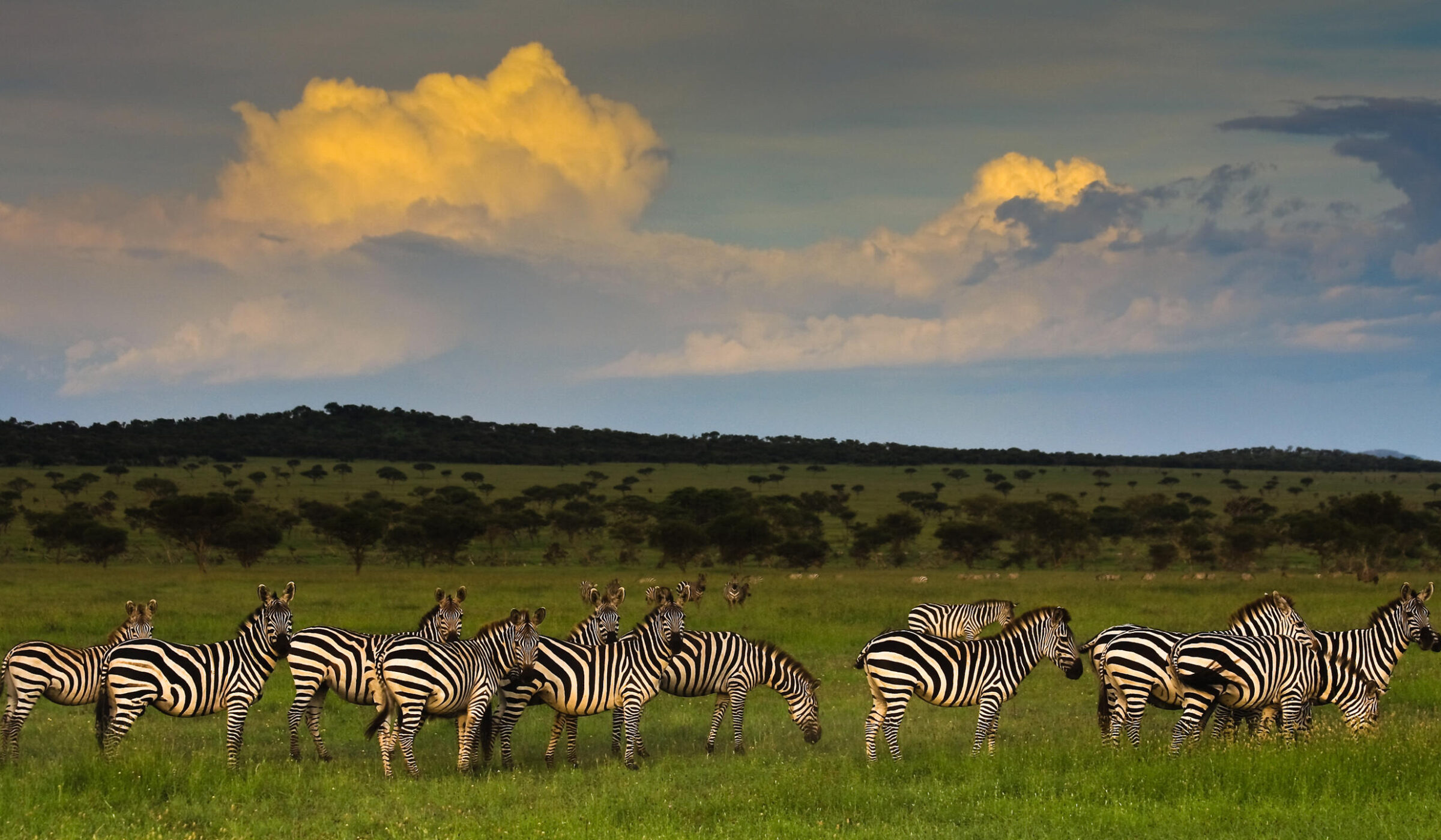 A heard of zebra grazing in the lush green grasses of the Singita Grumeti Reserves, Tanzania.