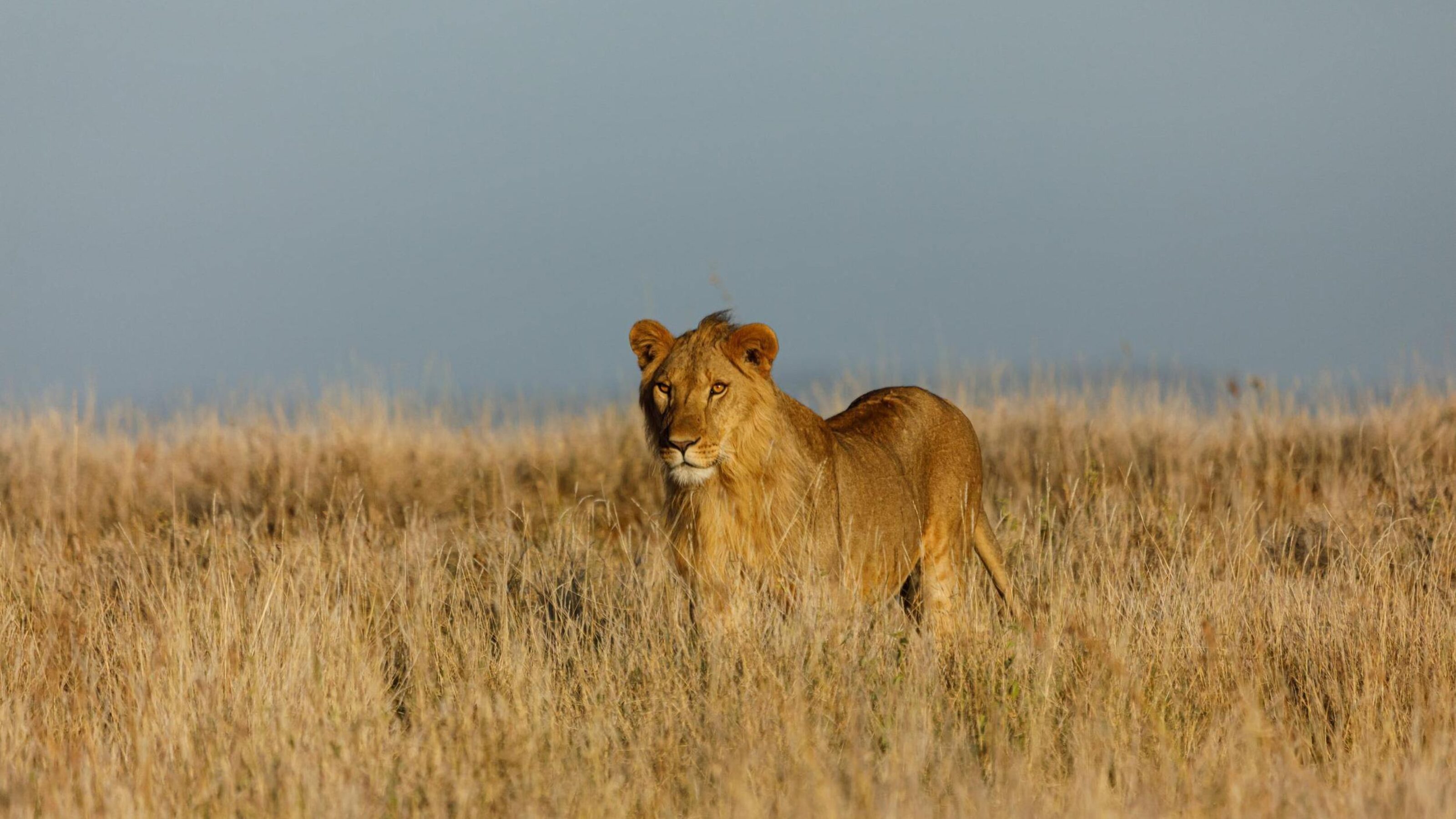 Rwanda Gorilla Trekking and a Maasai Mara Safari