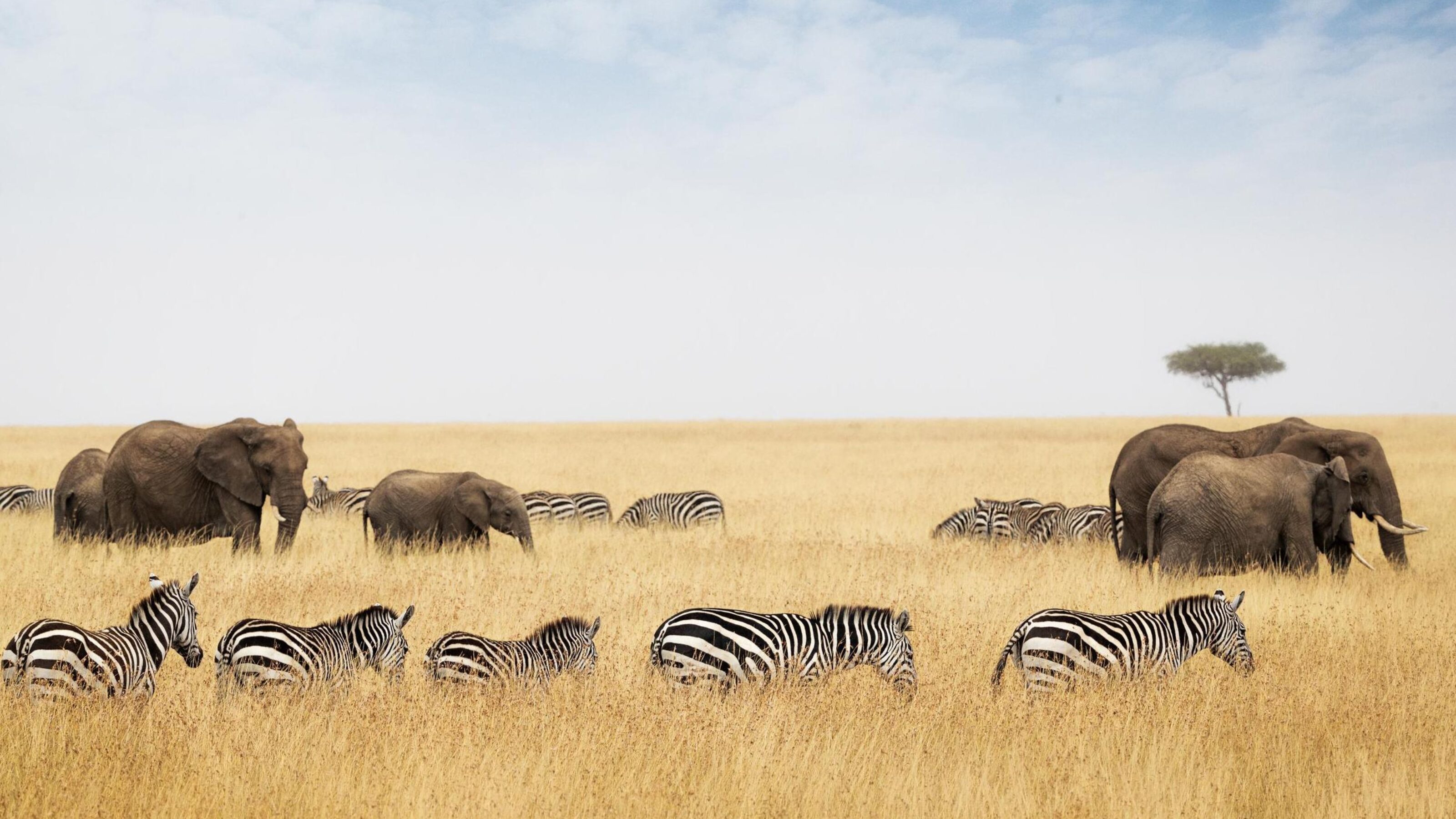 Zebras and elephants walking through long grass on savannah plains in Kenya