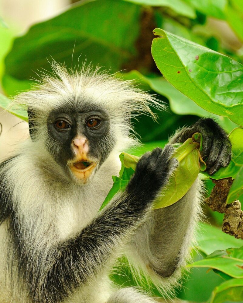A Zanzibar Red Colobus eating young leaves
