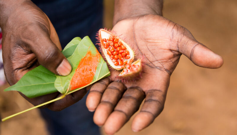 annatto food coloring seed
